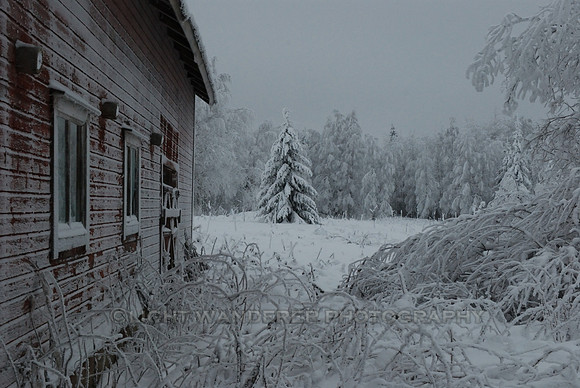 Deserted house, plants covered by frost