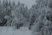 Winter Wonderland