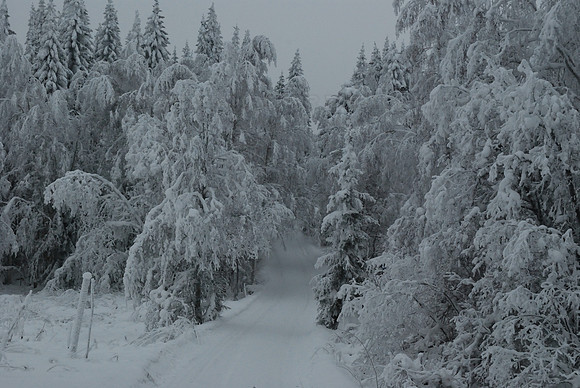 Winter Wonderland