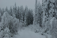Shades of white and grey