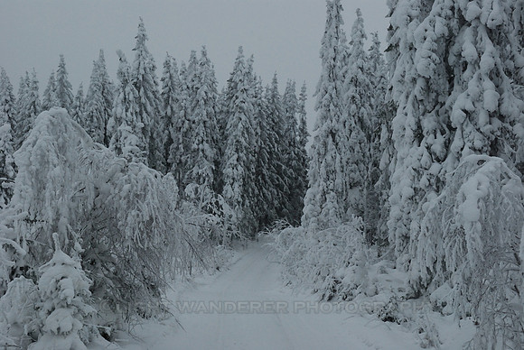 Shades of white and grey