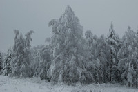 Birch trees frosted by snow