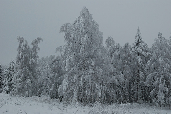 Birch trees frosted by snow