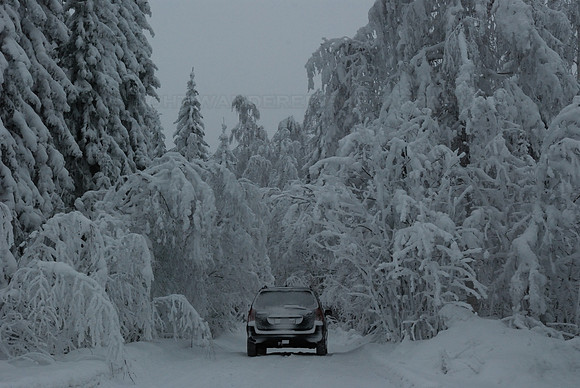 Young birch trees bent by the weight of snow