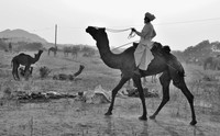 Pushkar Camel Fair and Rajasthan, Black & White