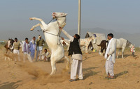 Showing the obedience and strength of the horse to the potential buyers