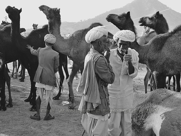 Men negotiating for camels