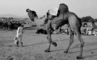 Herdsman walking a large camel