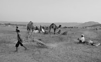Boy collecting fodder