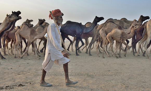 Herdsman leading his camels to be sold in Pushkar Camel Fair