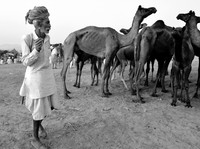 Man wearing traditional costume surveying camels