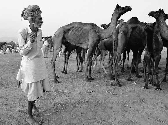 Man wearing traditional costume surveying camels