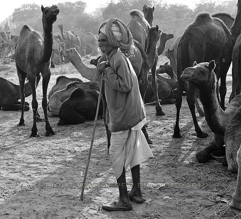 Herdsman guarding his camels