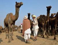 Scene from Pushkar Camel Fair