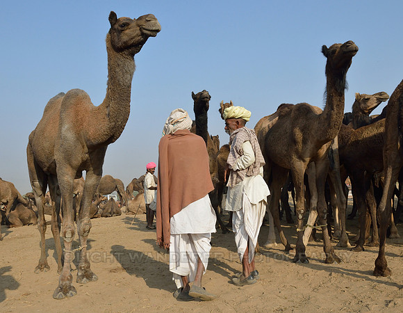 Scene from Pushkar Camel Fair