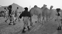 Herdsmen leaving the fairgrounds with their camels