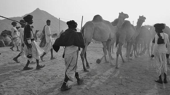 Herdsmen leaving the fairgrounds with their camels