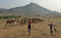 Herdsmen leaving the fairgrounds with their newly purchased camels