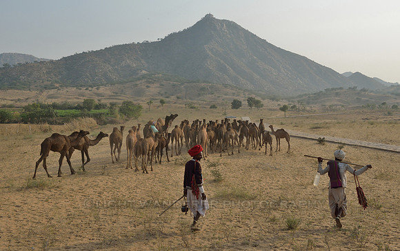 Herdsmen leaving the fairgrounds with their newly purchased camels