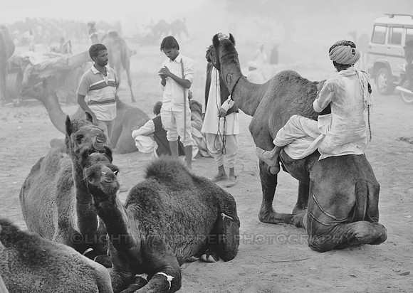 Mounting a camel