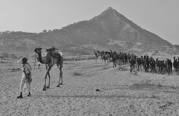 More camels arriving to Pushkar Camel Fair