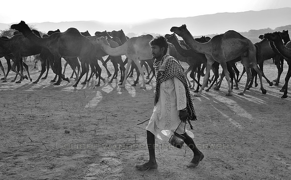 Herder arriving to Pushkar Camel Fair with his camels