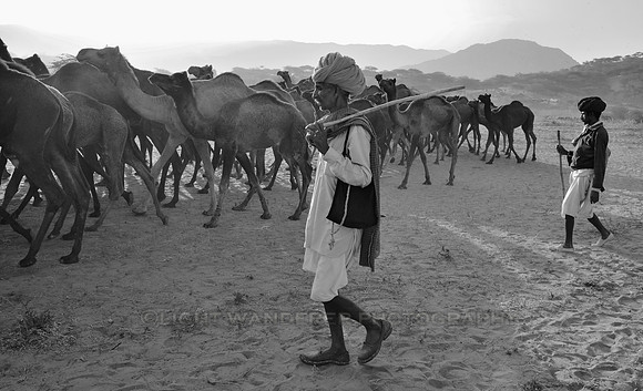 Herdsmen bringing their camels to be sold