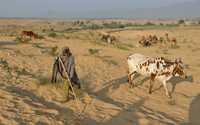 Boy and a cow with painted horns