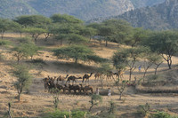 Line of camels walking up a sandy hill