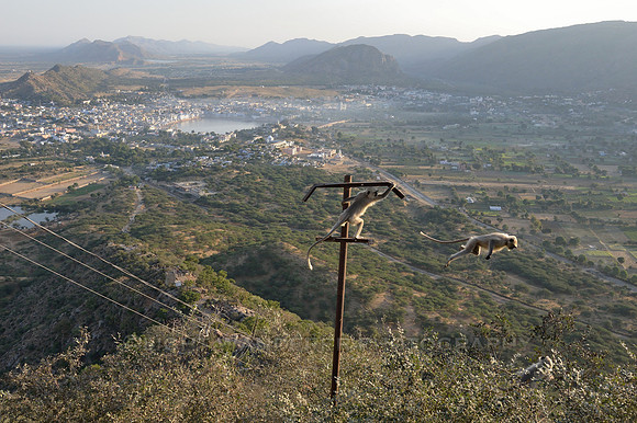Gray langur (hanuman) monkies having fun jumping down from electricity pole