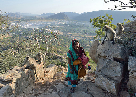 Gray langur (hanuman) monkies, woman walking up the stone steps