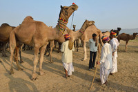 Negotiating the price of a large camel