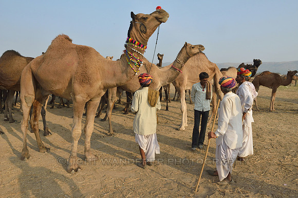 Negotiating the price of a large camel