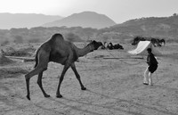 Boy pulling a camel