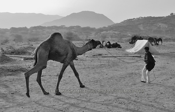 Boy pulling a camel