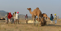 Camels and men in soft afternoon light