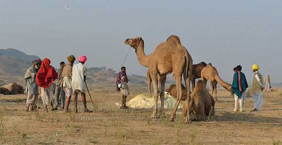 Camels and men in soft afternoon light