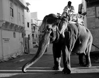Elephant with painted face, driver on his back