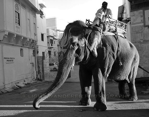 Elephant with painted face, driver on his back