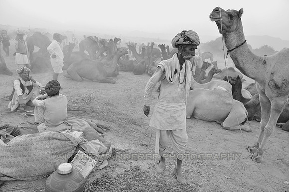 Scene from Pushkar Camel Fair