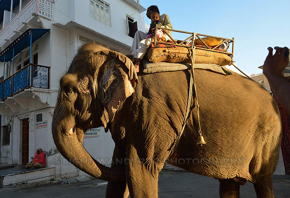 Elephant with a bell hanging on it's side