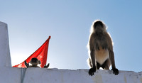 Gray langur (hanuman) monkeys silhouetted against the sky