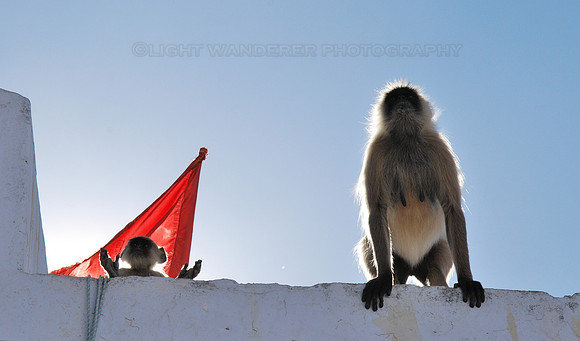 Gray langur (hanuman) monkeys silhouetted against the sky