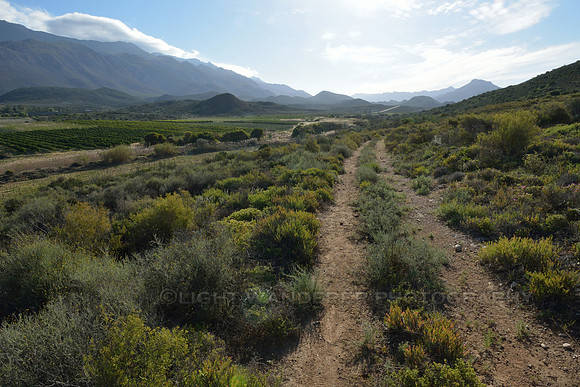 Jeep track through bush