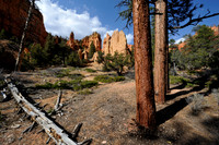 Pine trees in the late afternoon sun