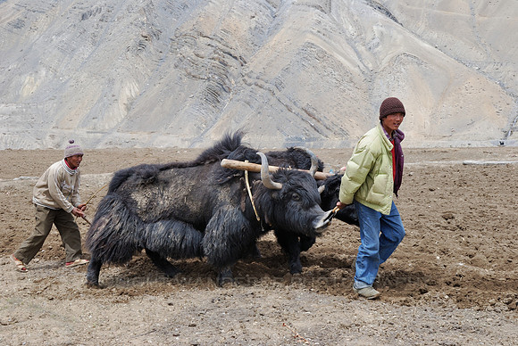 Plowing the fields using yaks