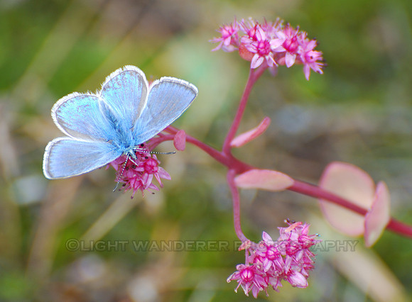 Blue butterfly in pink/magenta flower