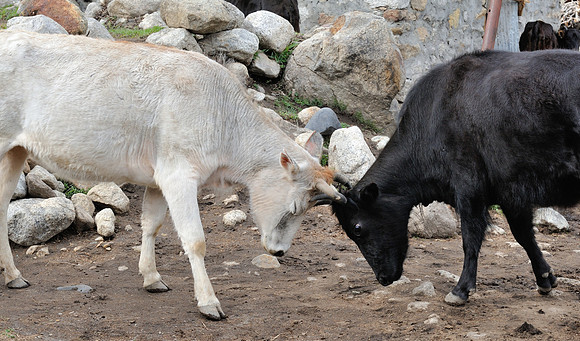 Cows bonding