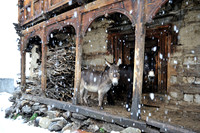 Donkeys seeking cover from snowfall