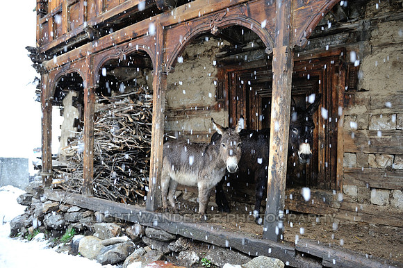Donkeys seeking cover from snowfall
